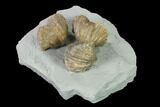 Three Fossil Brachiopods (Platystrophia) Mounted On Shale - Kentucky #138837-2